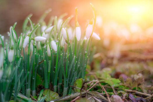 snowdrops. First spring flowers. Floral background. Flash in the photo. Water drops on the flower.