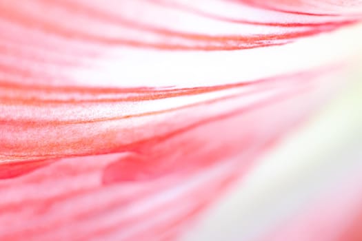 Macro background of a pink flower petal. Flower background. Natural stripes on the petal. Copy space. Pink background. Beautiful flower.