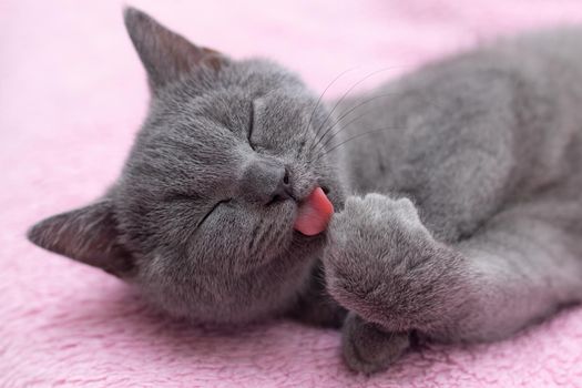 Home well-groomed cat washes his paw. Pure animal. Pet. Grey British kitten.