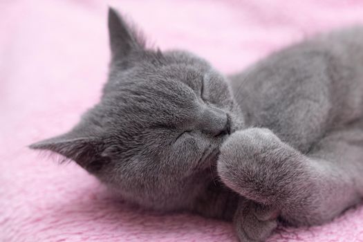 Home well-groomed cat washes his paw. Pure animal. Pet. Grey British kitten.