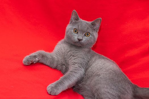 Grey smoky fluffy cat breed British looks at the camera on a red background.. The concept of Studio photography for articles and advertisements about Pets and caring for them . Pet
