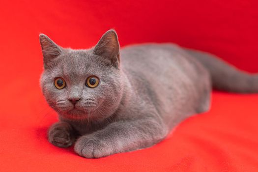 Grey smoky fluffy cat breed British looks at the camera on a red background.. The concept of Studio photography for articles and advertisements about Pets and caring for them . Pet