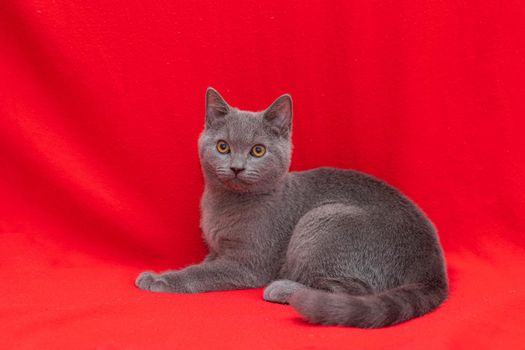 Grey smoky fluffy cat breed British looks at the camera on a red background.. The concept of Studio photography for articles and advertisements about Pets and caring for them . Pet. Copy space