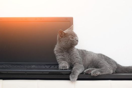 The cat is lying on the laptop . A pet. Working on a computer. Breed British. Concept of Studio shooting for articles and ads about the leisure of Pets.