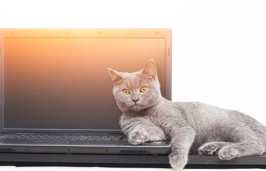 The cat is lying on the laptop . A pet. Working on a computer. Breed British. Concept of Studio shooting for articles and ads about the leisure of Pets.