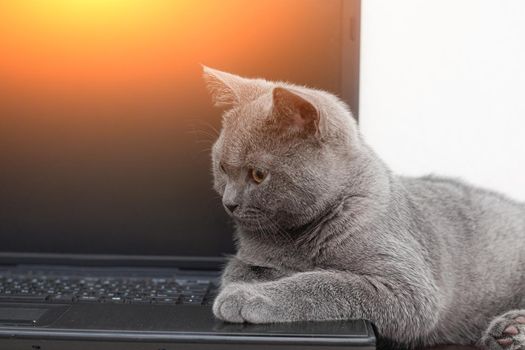 The cat is lying on the laptop . A pet. Working on a computer. Breed British. Concept of Studio shooting for articles and ads about the leisure of Pets.