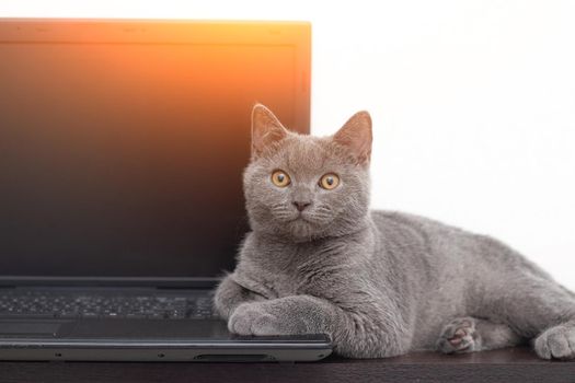 The cat is lying on the laptop . A pet. Working on a computer. Breed British. Concept of Studio shooting for articles and ads about the leisure of Pets.