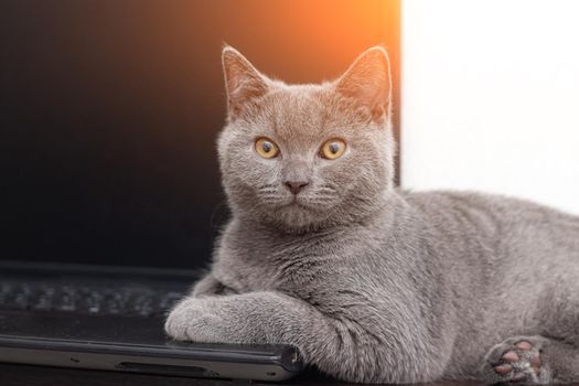 The cat is lying on the laptop . A pet. Working on a computer. Breed British. Concept of Studio shooting for articles and ads about the leisure of Pets.