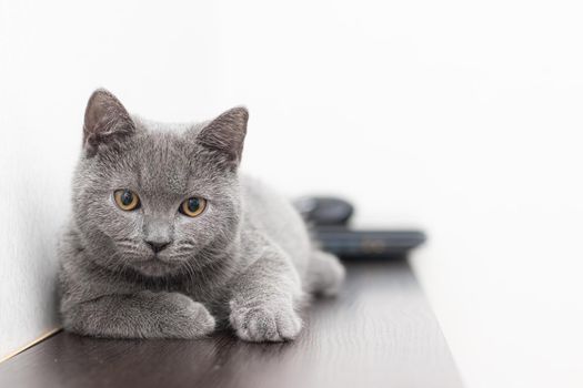 A grey smoky furry British cat looks at the camera on a white background with space for text. The concept of Studio photography for articles and advertisements about Pets and caring for them