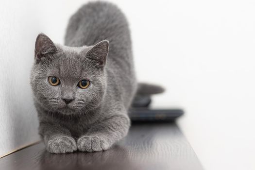 A grey smoky furry British cat looks at the camera on a white background with space for text. The concept of Studio photography for articles and advertisements about Pets and caring for them