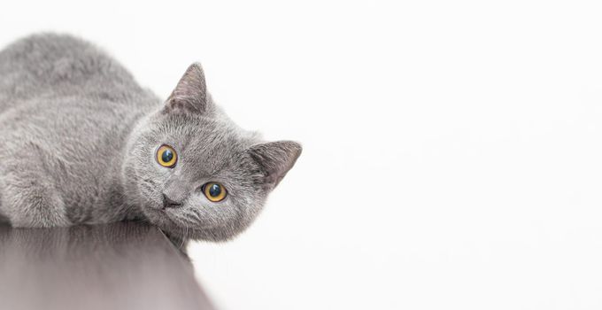 A grey smoky furry British cat looks at the camera on a white background with space for text. The concept of Studio photography for articles and advertisements about Pets and caring for them