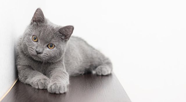 A grey smoky furry British cat looks at the camera on a white background with space for text. The concept of Studio photography for articles and advertisements about Pets and caring for them