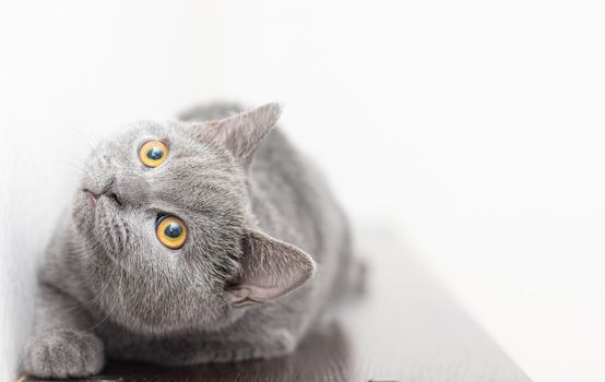 A grey smoky furry British cat looks at the camera on a white background with space for text. The concept of Studio photography for articles and advertisements about Pets and caring for them