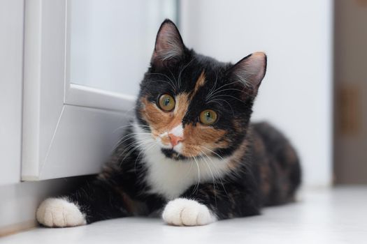 Beautiful colored cat sitting on a windowsill and looking to the window. Article about Pets. Article about animal classes . cat tri-color