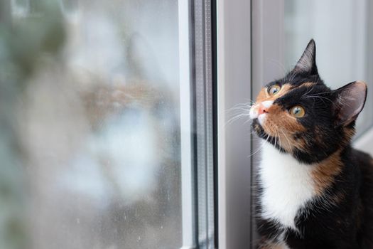 Beautiful colored cat sitting on a windowsill and looking to the window. Article about Pets. Article about animal classes . cat tri-color