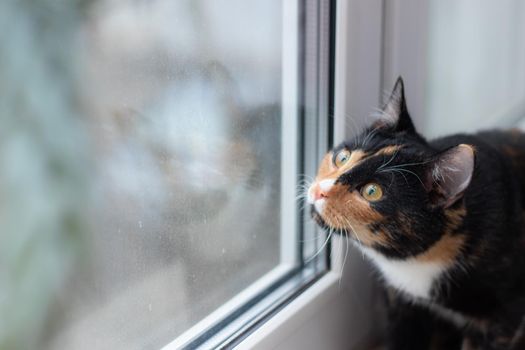 Beautiful colored cat sitting on a windowsill and looking to the window. Article about Pets. Article about animal classes . cat tri-color