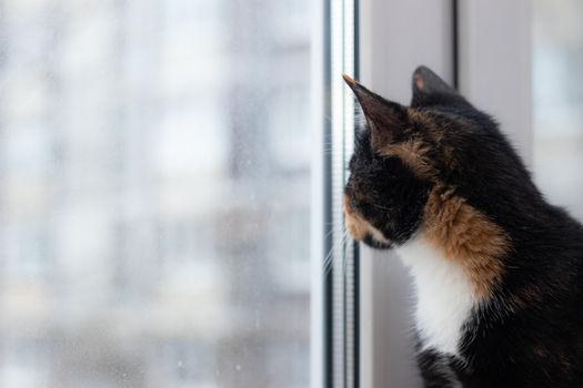 Beautiful colored cat sitting on a windowsill and looking to the window. Article about Pets. Article about animal classes . cat tri-color