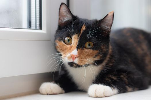 Beautiful colored cat sitting on a windowsill and looking to the window. Article about Pets. Article about animal classes . cat tri-color