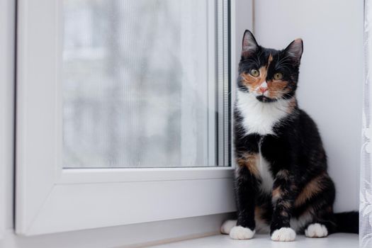 Beautiful colored cat sitting on a windowsill and looking to the window. Article about Pets. Article about animal classes . cat tri-color