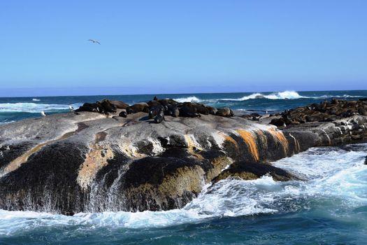 Group of sea lions on the rocks of Duiker Island, South Africa