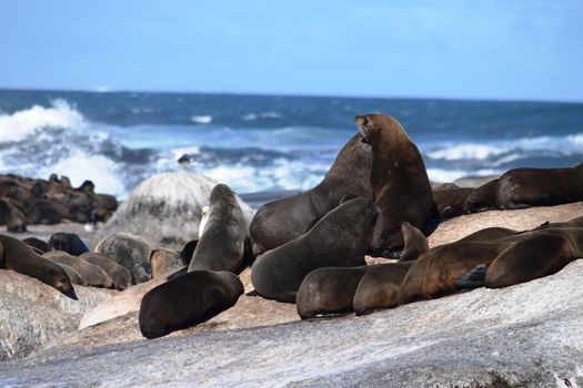 Group of sea lions on the rocks of Duiker Island, South Africa