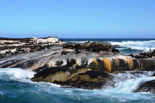 Group of sea lions on the rocks of Duiker Island, South Africa