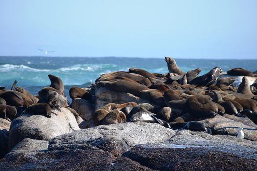 Group of sea lions on the rocks of Duiker Island, South Africa