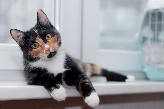 Beautiful colored cat sitting on a windowsill and looking to the window. Article about Pets. Article about animal classes . cat tri-color