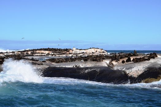 Group of sea lions on the rocks of Duiker Island, South Africa