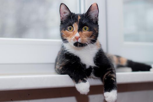 Beautiful colored cat sitting on a windowsill and looking to the window. Article about Pets. Article about animal classes . cat tri-color