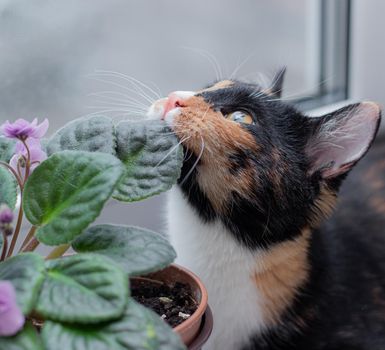 Cat and home flower in a pot . Nursling. Article about animals and home flowers. Harm of ho me flowers for cats. Tricolor cat