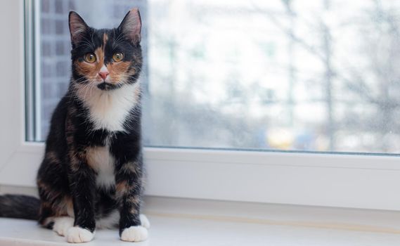 Beautiful colored cat sitting on a windowsill and looking to the window. Article about Pets. Article about animal classes . cat tri-color