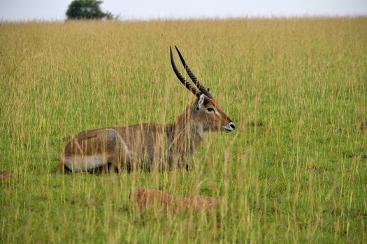 Ugandan bushback antelope looking around in Murchison Falls National Park, Uganda.