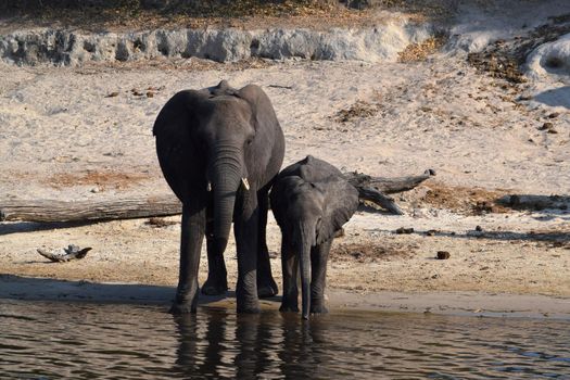 An elephant mom with her baby on the bank of the Chobe River, Botswana