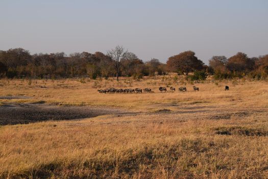 A group of wildebeests in Chobe National Park, Botswana