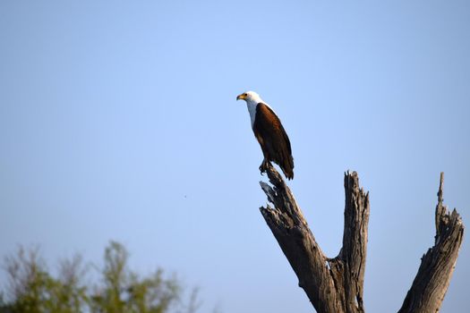 An African fish eagle looking for prey from the top of a tree in Chobe National Park, Botswana