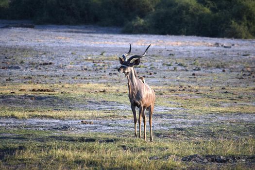 An isolated kudu antelope in Chobe National Park, Botswana