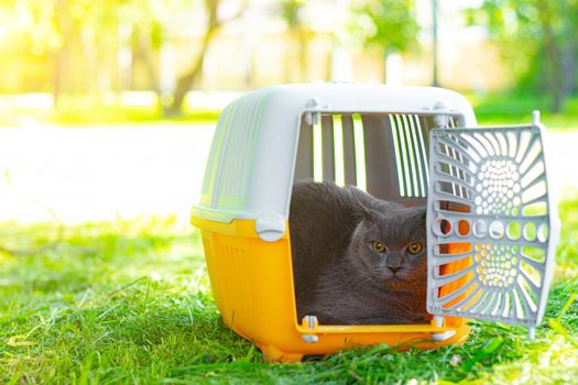 Cat in a yellow carrier on the grass in the Park. Cat in a carrier on the grass . Walking Pets. Cat in a carrier. Transportation of animals. Grey British cat