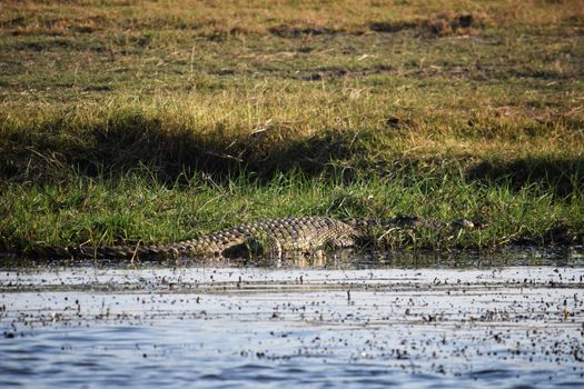 A huge crocodile on the Chobe river bank, Botswana