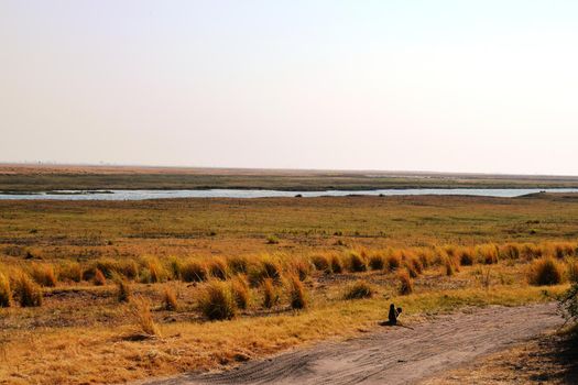 Two vervet monkeys observe the panorama from the Chobe National Park towards the Caprivi