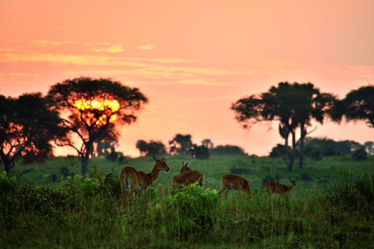 Ugandan antelopes at sunrise in Queen Elizabeth National Park, Uganda.