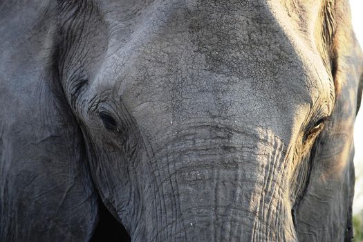 Closeup of the head of a huge elephant in Chobe National Park