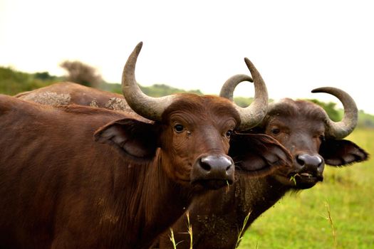 Closeup of two African buffalos grazing in the African savannah, Uganda