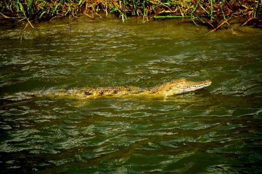 A huge crocodile in the Kazinga chanel waters, Uganda