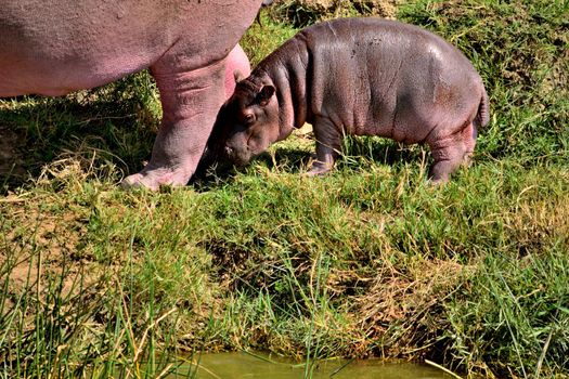 A huge hippopotamus and its cub in the Kazing chanel banks, Uganda