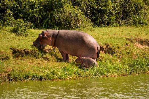 A huge hippopotamus and its cub in the Kazing chanel banks, Uganda