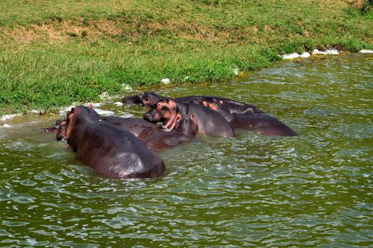 A huge hippopotamus and its cub in the Kazing chanel waters, Uganda