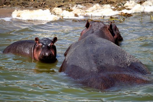 A huge hippopotamus and its cub in the Kazing chanel waters, Uganda