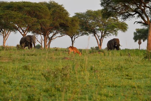 Ugandan antelopes and elephants at sunrise in Queen Elizabeth National Park, Uganda.