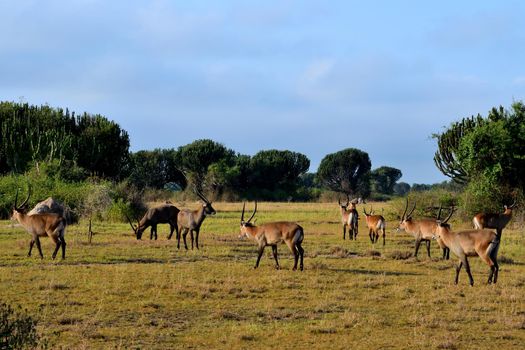 A group of bushback antelopes in Queen Elizabeth national park, Uganda